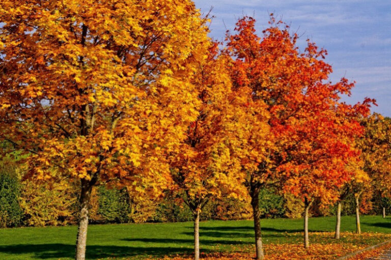 (Français) Des peines plus sévères pour l’abattage illégal d’arbres